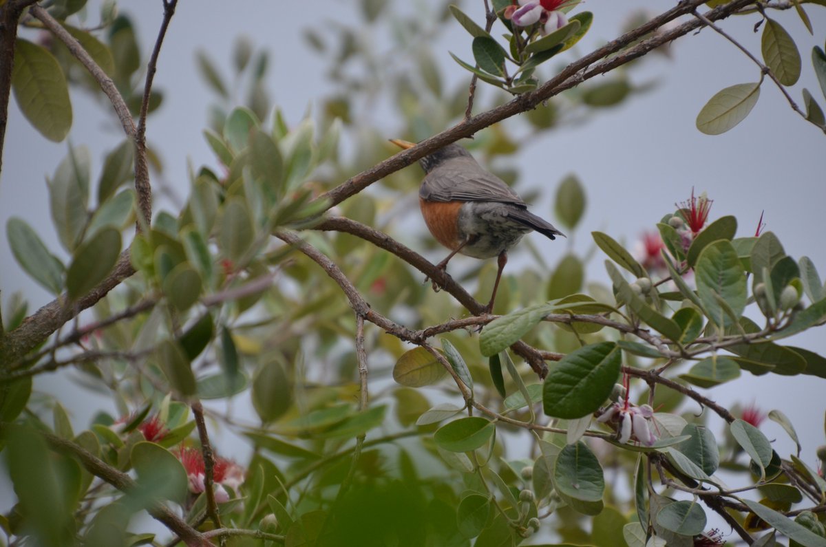 lovestatistix's tweet photo. An American robin blissfully feeding on pineapple guava blossoms obliges with a medley of poses — frontal, dorsal, ventral. #birds #birdphotography #backyardsafari #backyardreport #natureishealing #naturetherapy #trees https://t.co/2zPLH7K94Q