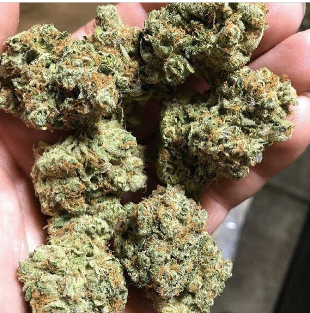 WireWhite's tweet image. Got em white runtz🍁☘️
Snapchat: white-8285