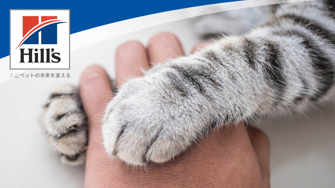 Hill S Pet Japan على تويتر 猫の爪切りは人間用のハサミでも大丈夫 いつから始めるべき どこまで切るの そのお悩みにお答えします 詳しくはこちら T Co Cthkuupkad ヒルズペット 猫の爪切り Hill S Pet Japan على تويتر 猫の爪切りは人間用のハサミでも大丈夫 いつから始めるべき どこまで切るの そのお悩みにお答えします 詳しくはこちら T Co Cthkuupkad ヒルズペット 猫の爪切り