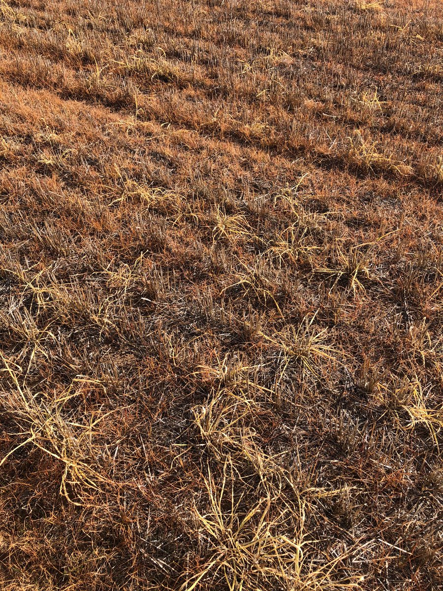 CropDoctor54's tweet photo. Now that is a kill!
But when you get down on your hands & knees, it is still going to need a paraquat application with the pre-em.
#DoubleKnock #EverySeedEveryYear https://t.co/bN5PBGDWEg