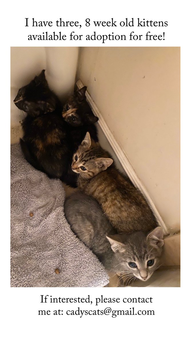 CadyBelkin's tweet photo. I have three rescue kittens up for adoption if anyone is interested or wants to share please do! Would love to find these little ones happy homes. https://t.co/Aq0PBrNzec