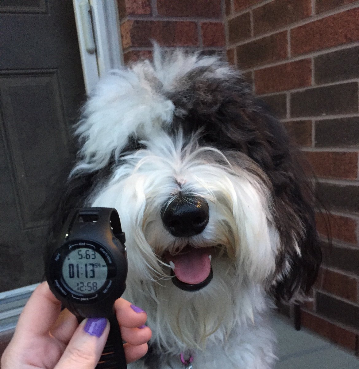 maggie_doodledo's tweet image. Hi frens!  I did it I did it I did it!  Over 5K walkies!!  #CNIBPupCrawl #CNIBGuideDogs #FutureGuideDogs #proud #dogsoftwitter