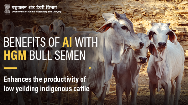Dept_of_AHD's tweet photo. @Dept_of_AHD is transforming the #dairysector with the use of artificial insemination. HGM Bull Semen enhances the production and productivity of buffaloes and cattle!
#AnimalWealth #Calves #Innovation #NewIndia #ArtificalInsemination #Cows https://t.co/YVBGKFgHp1