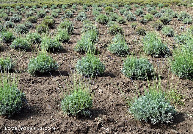 How to grow English lavender with tips on cultivars, growing conditions, and growing lavender in containers lovelygreens.com/how-to-grow-en… #gardeningtips #herbs