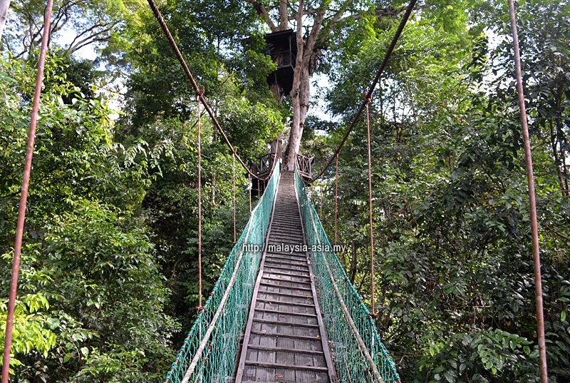 visitmy2020's tweet photo. RT MalaysiaAsia: Maliau Basin is known as the Lost World of #Sabah, and this is the Maliau Sky Walk. Highly recommended for outdoor and nature lovers. #MalaysiaTrulyAsia #VisitMalaysia #VisitSabah #Malaysia #borneo #maliaubasin https://t.co/LbhLb3dSa0 #natgeo #instatravel #igtr…