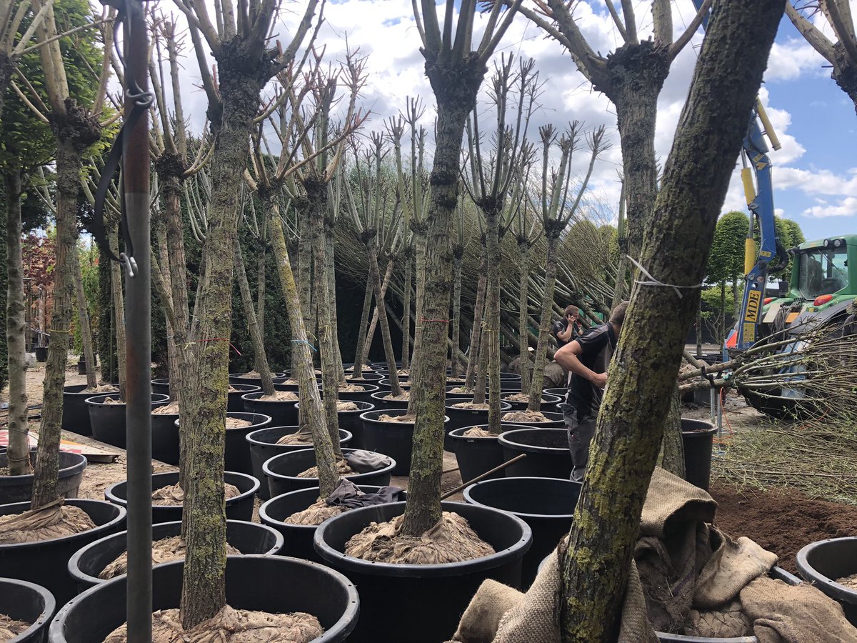 Mabo Boomkwekerijen tweet media