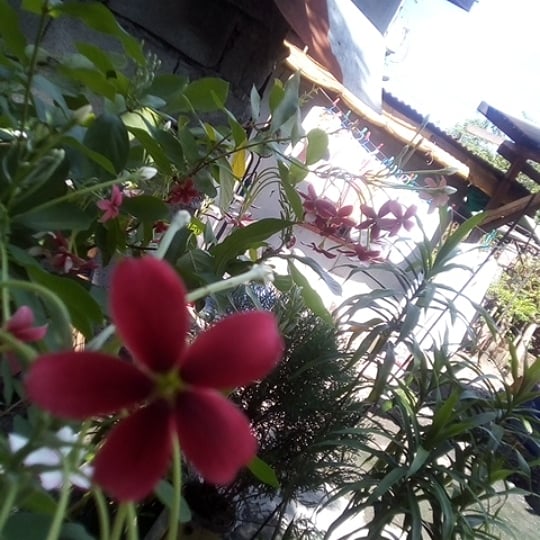 kjay_smith's tweet photo. 꽃🌸🌸

#StayAtHome #boringinthehouse https://t.co/ppsjYz3cJv