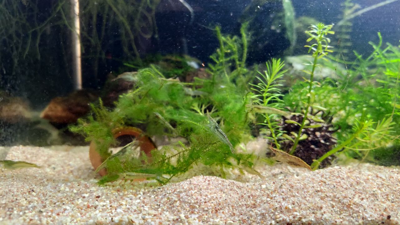 稲月和泉 あと コケ水層でアオミドロまみれになってたモスを コリ水層のミナミヌマエビに処理してもらう試みw T Co Qanzmpogkh Twitter