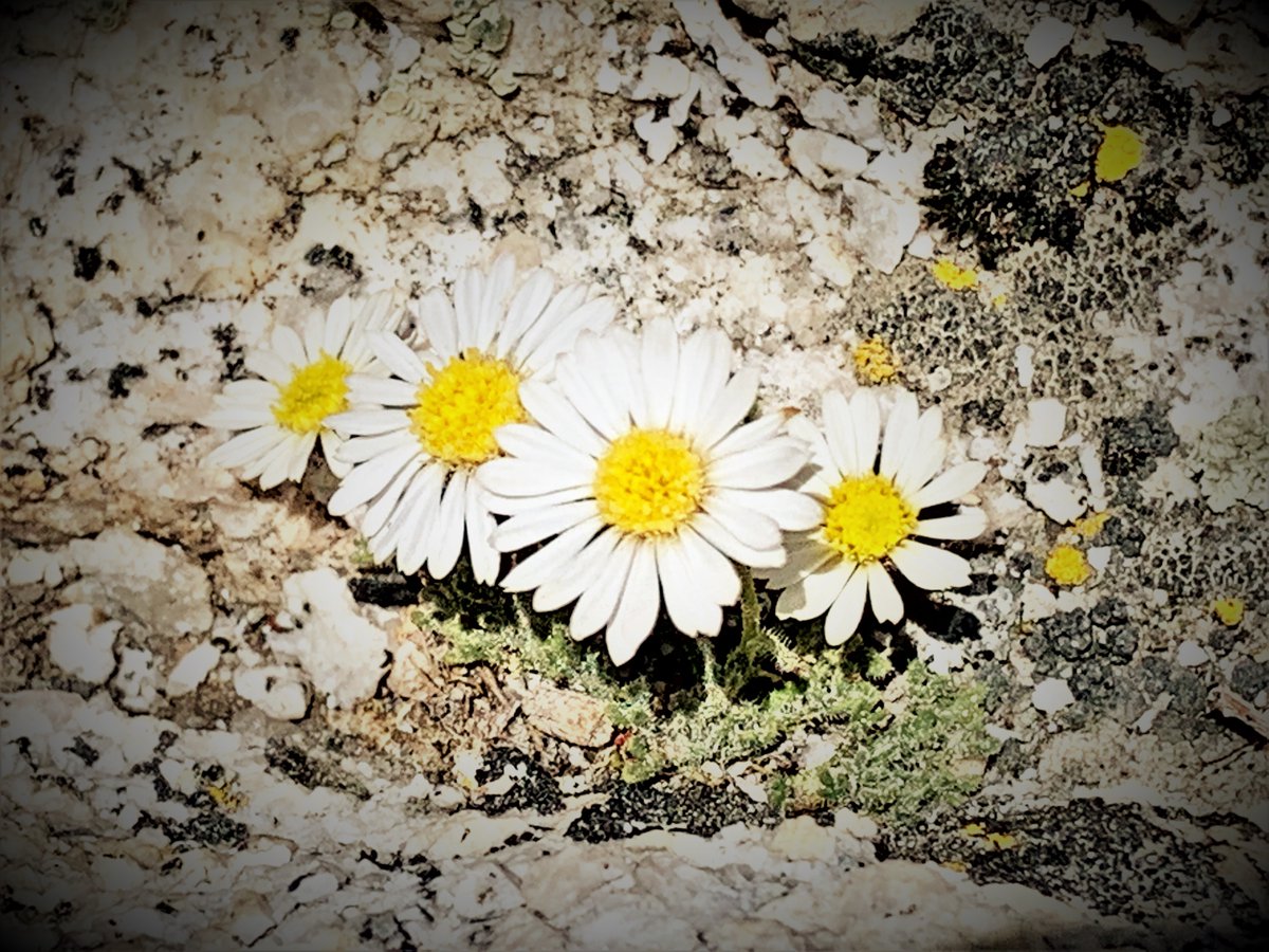 yosemiteplanet's tweet image. These little Mountain Daisy's grow in the tiniest rock cracks - almost stepped on them. #mountaindaisy #ynp #yosemite #gogohikers #bustinwheels #caminoshots #daisy #wildflowers #yosemite #sierras