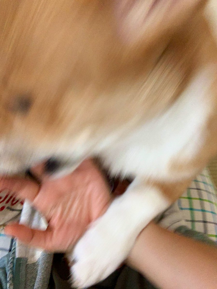 らくだ 8巻出ます きっと على تويتر 和室でひとやすみしてたら 犬に襲われています犬に襲われています犬に襲われています