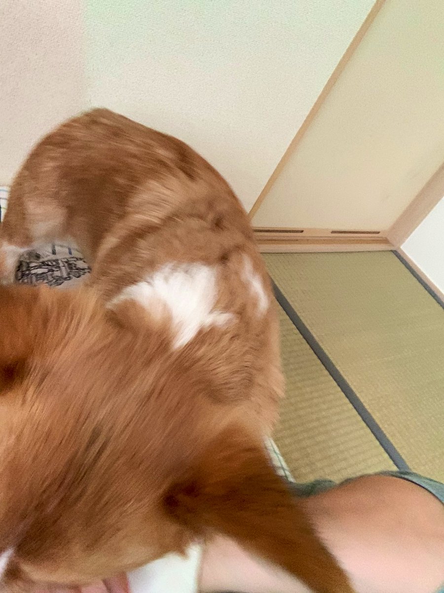 らくだ 8巻出ます きっと على تويتر 和室でひとやすみしてたら 犬に襲われています犬に襲われています犬に襲われています