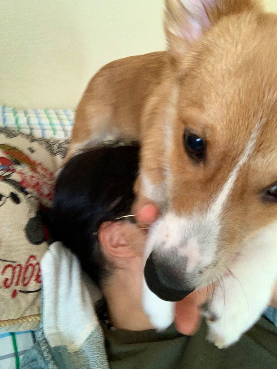 らくだ 8巻出ます きっと على تويتر 和室でひとやすみしてたら 犬に襲われています犬に襲われています犬に襲われています