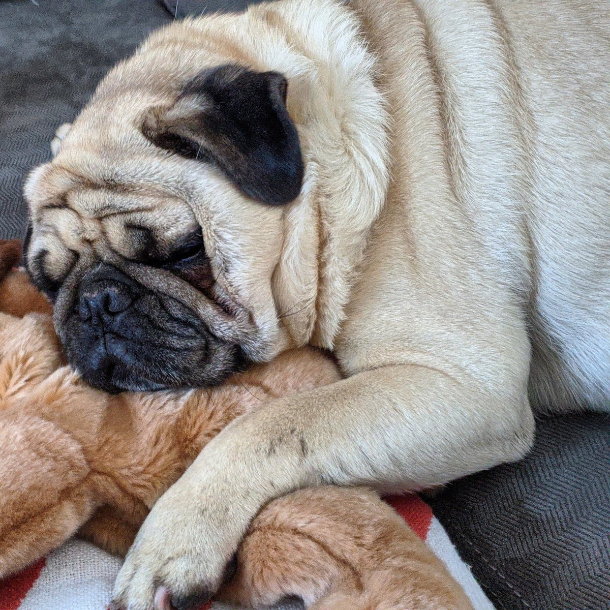 thegrumblypug's tweet photo. So comfy

#TheGrumblyPug #rva #rvadogs #dogsofrva #cutedogs #pug #pugs #pugsrequest #pugsofinstagram #pugsarethebest #puglove #dogs #puglife https://t.co/fu82oPY7vu
