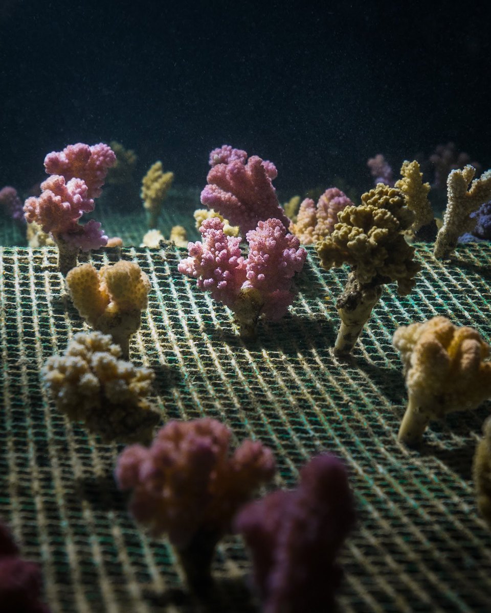 Reminiscing on a night in our garden. 
As the world above went to sleep, we slipped into our blue sanctuary. 
The atmosphere of tranquility, the chromatic hues of serenity, the aliveness of the #corals - maybe all of this was just a dream?
📸 by @chau1988 
#savethereef #wethereef