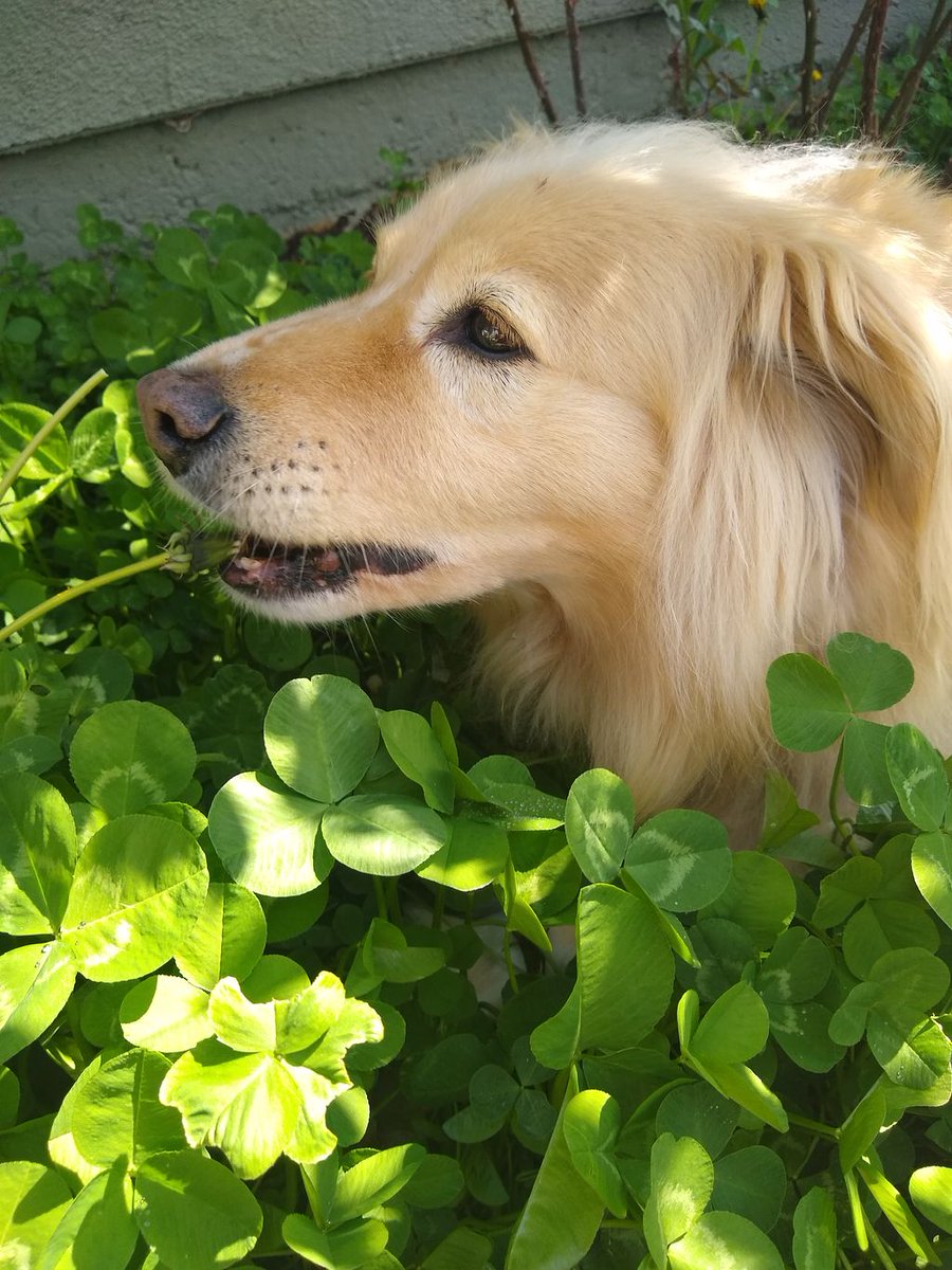 EviesBotanicals's tweet photo. Stop and smell, or sample, the flowers!
❣️❣️❣️
#dandelion #MagicalGarden #Gaiascritters #Earthbasedliving #EarthGypsyEvie #MagicalGardenBotanicals #clover #Petey #bordercollie #goldenretriever #organicgarden #animalherbalist https://t.co/4vTBGaZBsx