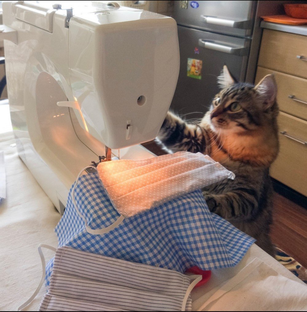 HofstraCats's tweet photo. I IZ HALPING. #HOFSTRACATS https://t.co/6guzVOtf2j