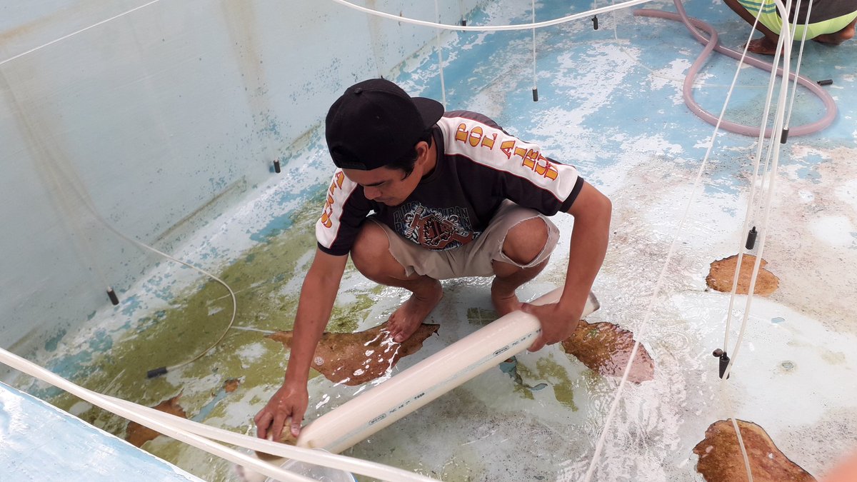 bpblbatam's tweet photo. #TetapSemangatBudidayaHebat     #LawanCovid_19 
Pembersihan bak pemeliharaan larva diunit pembenihan Kakap Putih, 18/5/20 @Edhy_Prabowo @s_soebjakto @BudidayaKKP @tohatusihadi @Adeharwono1 https://t.co/qltRj2h4fr