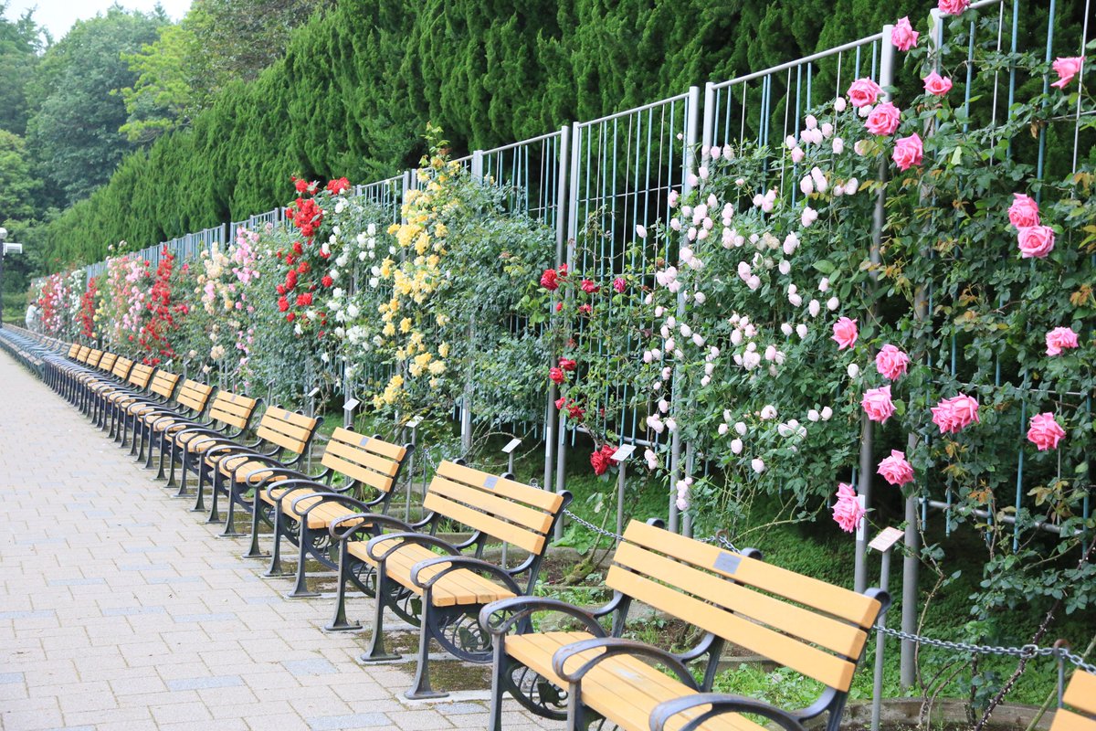 神代植物公園 ニュース Twitter પર スタッフより 広報係 ばら園の つる壁 のつるバラが咲き揃ってきました 大温室側の つるベット の つるばらと この つる壁 のつるバラは一期咲きの品種が多く 春バラのこの時期にしか開花しない品種が多いです 赤色 神代植物公園 ニュース Twitter પર スタッフより 広報係 ばら園の つる壁 のつるバラが咲き揃ってきました 大温室側の つるベット の つるばらと この つる壁 のつるバラは一期咲きの品種が多く 春バラのこの時期にしか開花しない品種が多いです 赤色