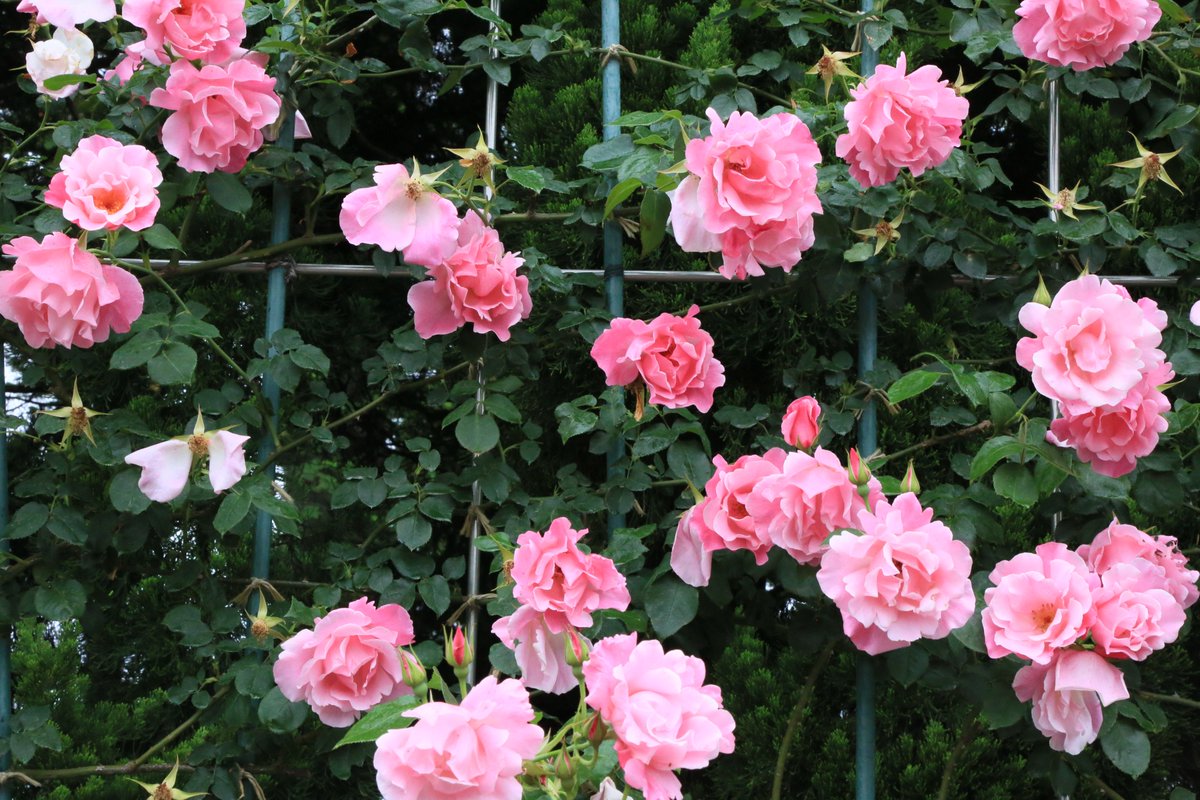 神代植物公園 ニュース على تويتر スタッフより 広報係 ばら園の つる壁 のつるバラが咲き揃ってきました 大温室側の つるベット の つるばらと この つる壁 のつるバラは一期咲きの品種が多く 春バラのこの時期にしか開花しない品種が多いです 赤色は
