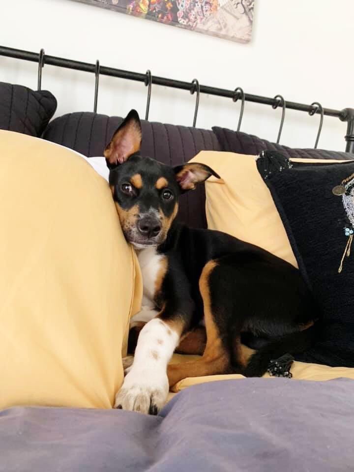 RescdPetsMvmnt's tweet photo. Foster mom Hope and her foster pup are enjoying this cozy Sunday, although someone looks like they're ready to play! #RPMFosterFamily #ShortTermFoster β£
β£
https://t.co/RPBqUMY0b3 https://t.co/N0Yj3Nmurg