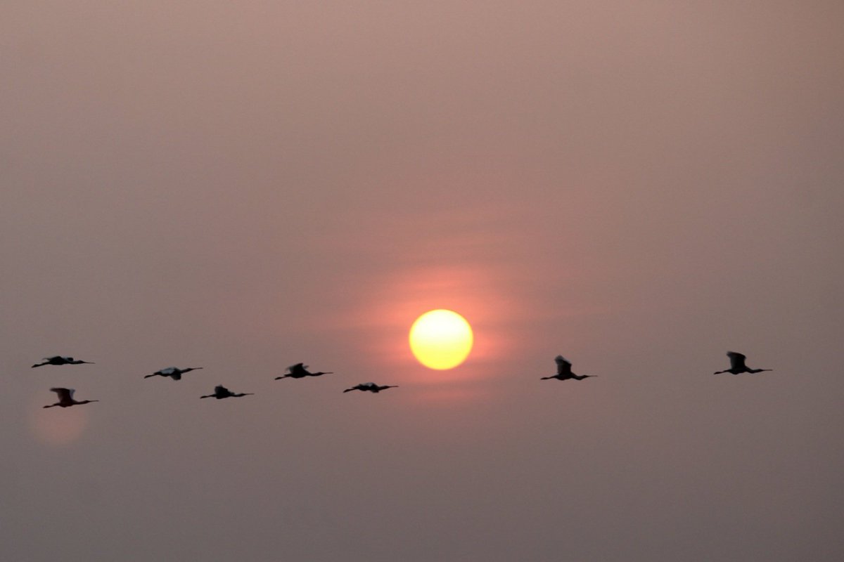Jalpa_malam's tweet photo. #bird #birdwatching #birdphotography #canonphotography #CanonColorChallenge #CaptureOnCanon #liveforthestory #canontürkiye @Canon_India @CanonUKandIE @CanonAustralia @CanonNederland @Canon_TR @NatGeoIndia @NatGeoPhotos @NatGeo @Discovery @AnimalPlanetIn @DiscoveryIncTV https://t.co/uACyOfosu4