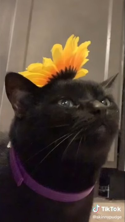Katchronicles51's tweet photo. @MiniLaddd Mine is this cute cat ☺ https://t.co/bS1WOs70xW