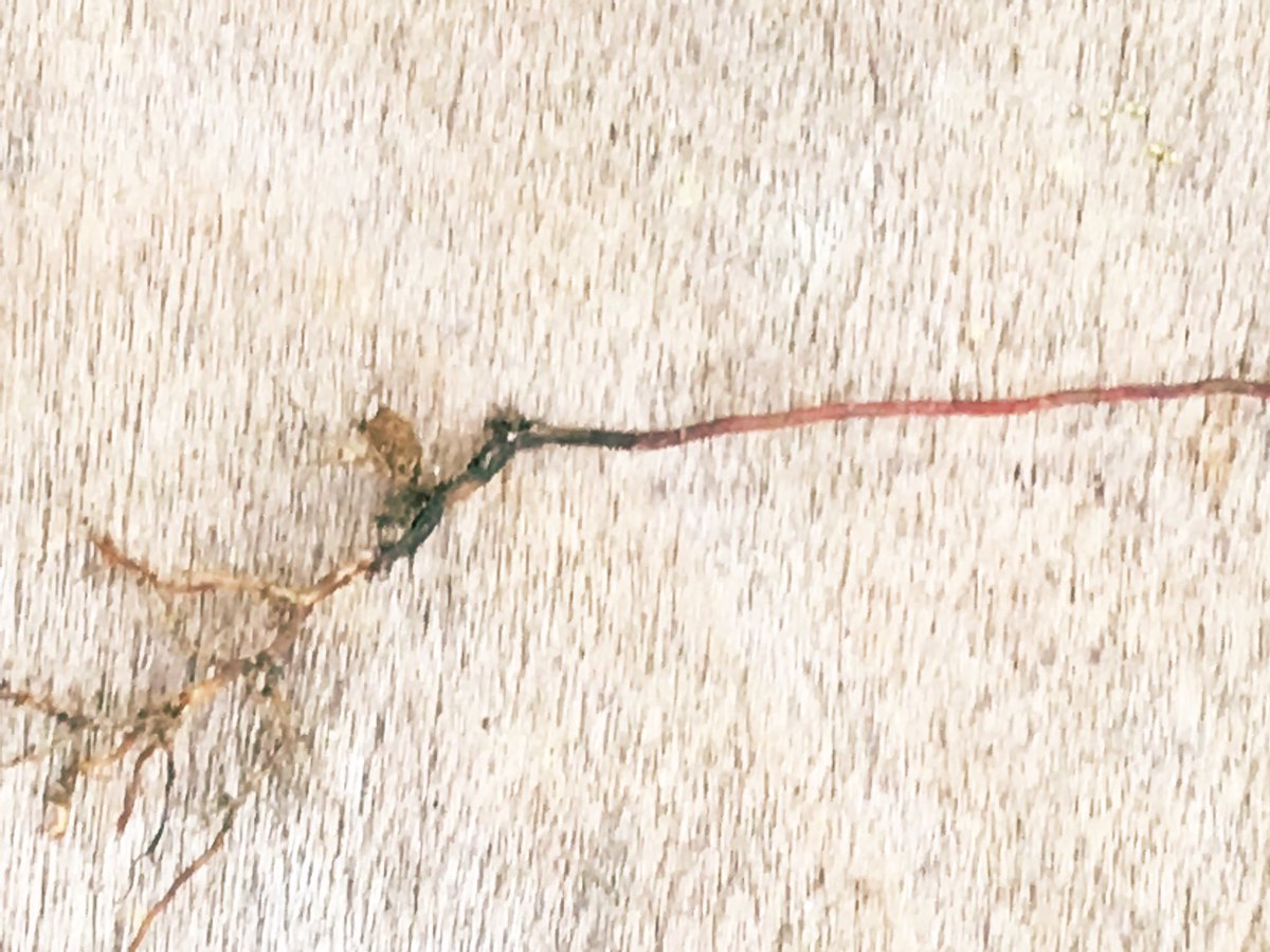 ガジュマル太郎 ガジュマル次男です 根を太くするために土に入れたらいいっていう記事見たので埋めました 間違ってたら教えてください笑