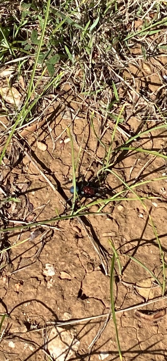 turkey930's tweet photo. Just saw a blue and red spider today, today’s the day I start web-slinging 🤘🏻 https://t.co/hJFW2VY0u5