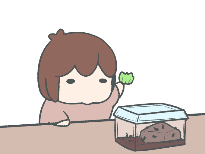 あんまり食べないレタスをうっかり与えてしまった。 #ペットのワラジムシ 
