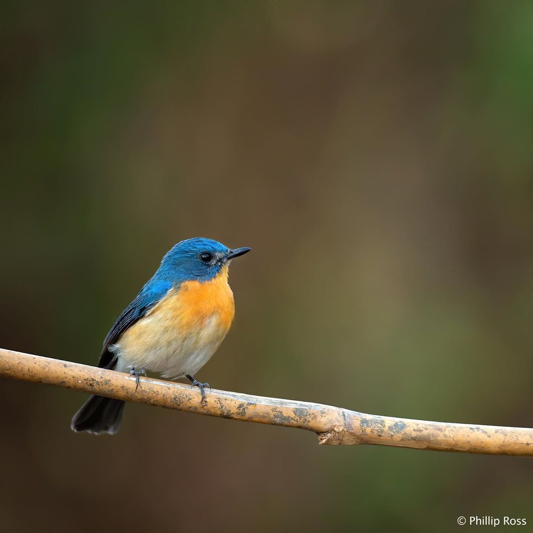 theoutback_'s tweet photo. Lockdown Birding | Tickel’s blue flycatcher | Bannerghatta National Park
Photo by: @philliprossphotography
#wildlifephotography #naturephotography #birds #birdphotography #birdwatching #earthcapture #phillipross https://t.co/u4hW9IEIue