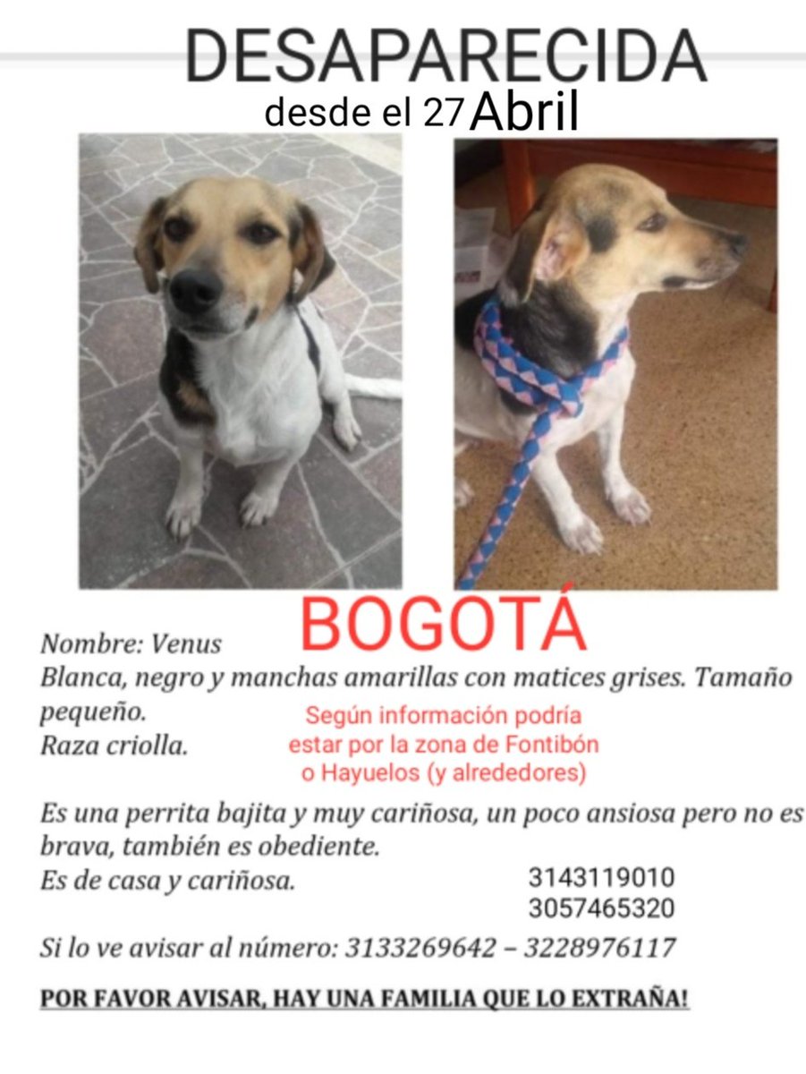 natyddiavanera's tweet photo. ⚠️AYUDANOS  a que nuestra perrita Venus regrese a casa⚠️ BOGOTÁ. 🥺 @losbuscamos_col https://t.co/X2AxmAEZHR