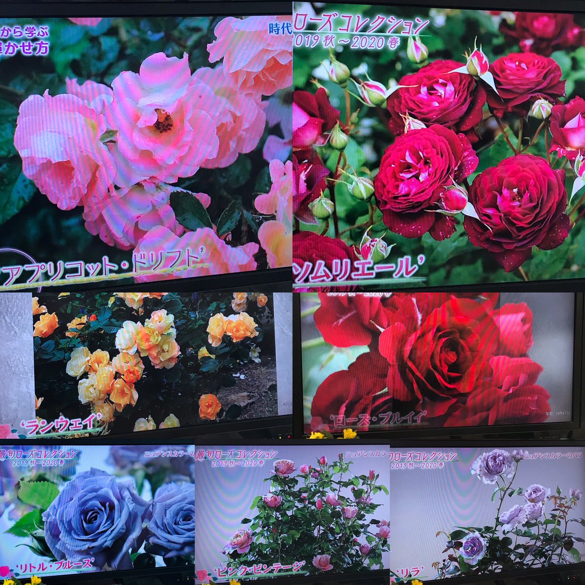 らぱんだ 昨日の 趣味の園芸 は 薔薇 パラダイス 沢山のバラとガーデンが 素敵でした ๑ ᴗ