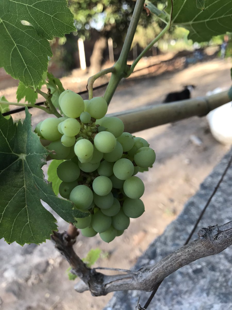 saralbecerra's tweet photo. Pequeños retoños 🍇 https://t.co/vayRVfqe2x