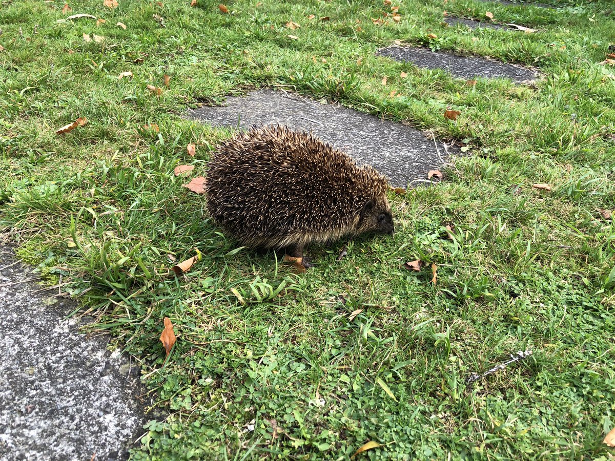 I found a hedgehog in our garden😀