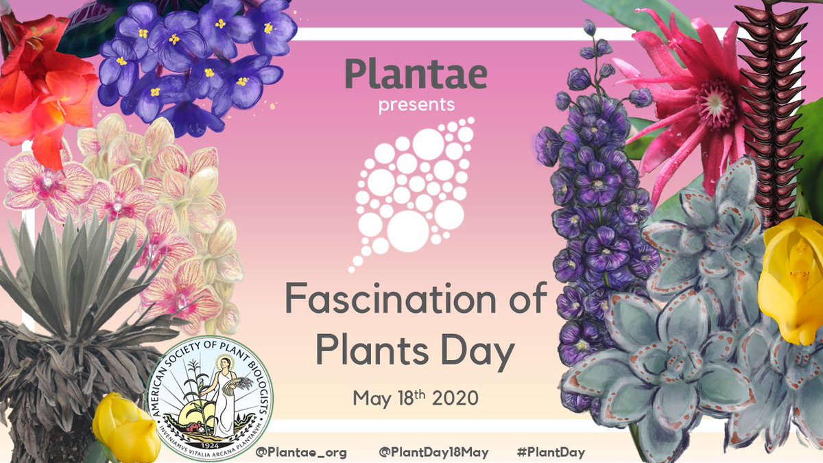 Happy Fascination of Plants Day from Plantae! To celebrate, our <a href="/plantae_org/">Plantae</a> fellows have prepared a series of infographics! We hope you all enjoy and celebrate with us!  

#FoPD #PlantDay <a href="/PlantDay18May/">Fascination of Plants Day</a>
