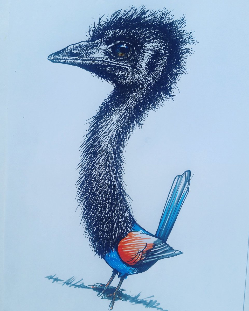 the superb &amp; splendid variegated fairy emu wren