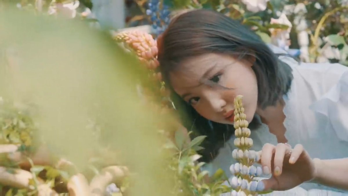 Lupinus Albus (Nayeon) @JYPETWICE-Commonly known as the white lupin or field lupibe-Wildly spread as wild plants-Imagination,admiratoon and happiness #MOREandMORE  #TWICE  #트와이스