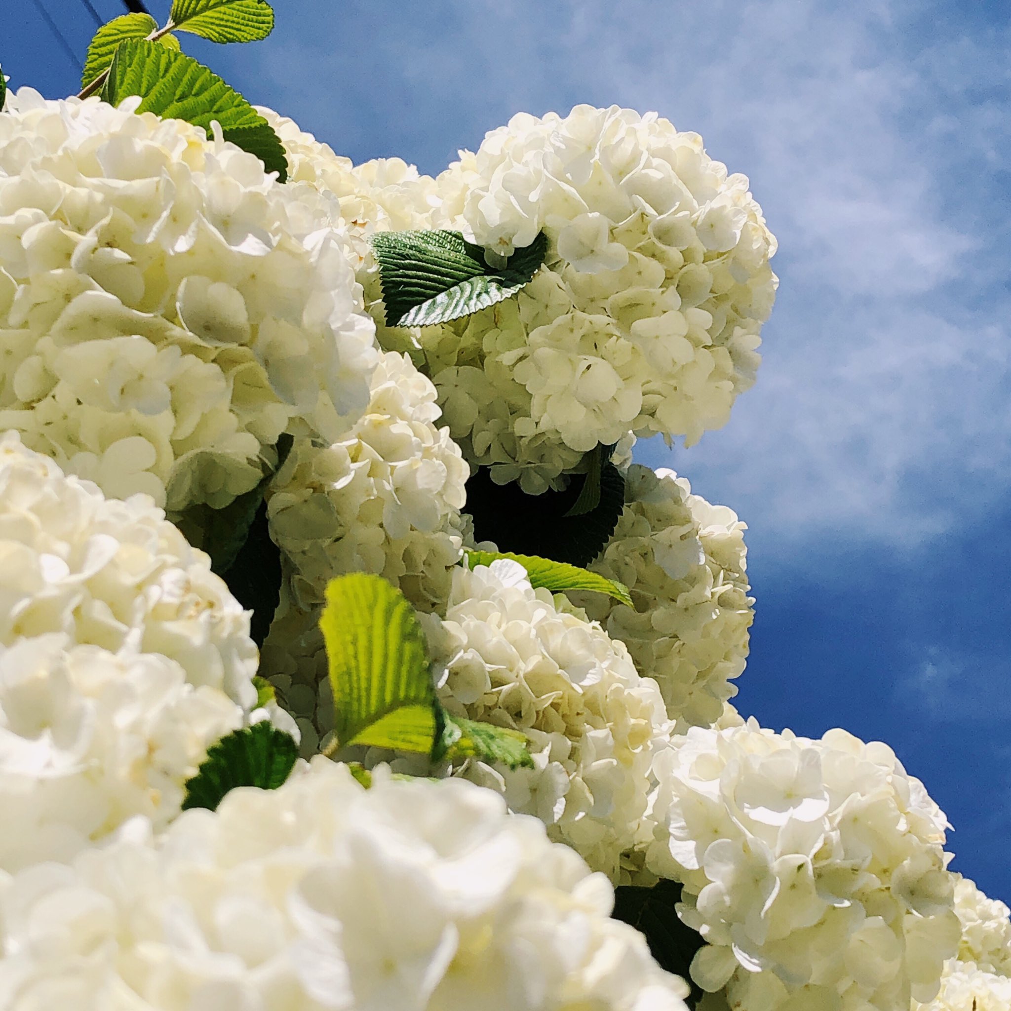 Japanesesnowball Twitter Search Twitter