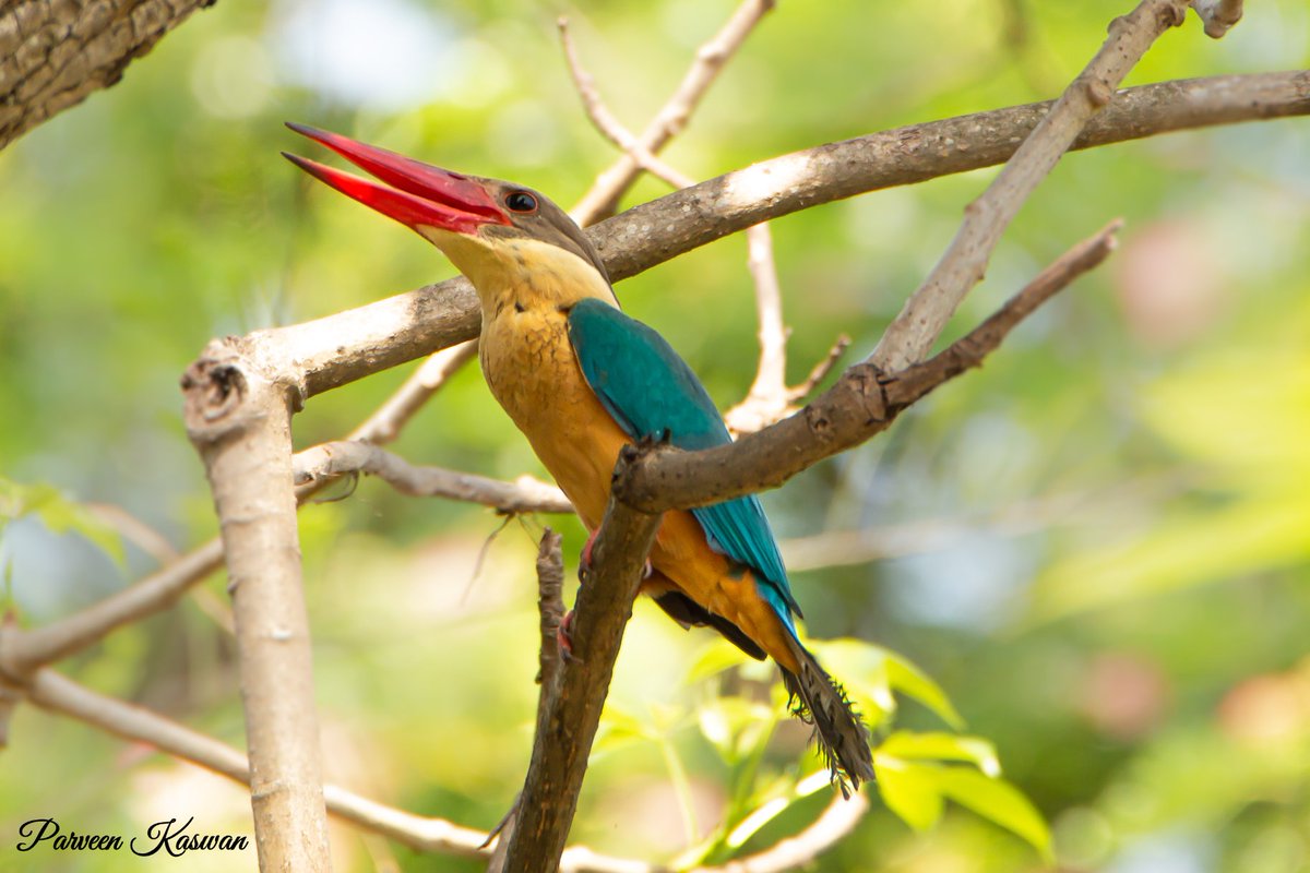 Show me a more beautiful bird than this. Stork billed kingfisher with zero makeup.