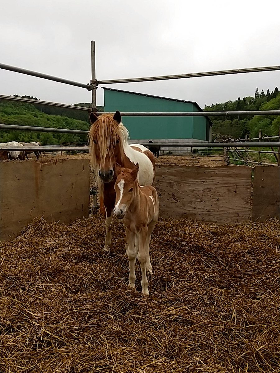Aoyama Twitterissa 青森で今朝産まれた仔馬 母どさんこ ポニー 父ブルトン 栗ブチ毛のオス 個人的には好きないい馬 顔の白斑 が曲がってると顔が曲がってるように見えるけど 笑