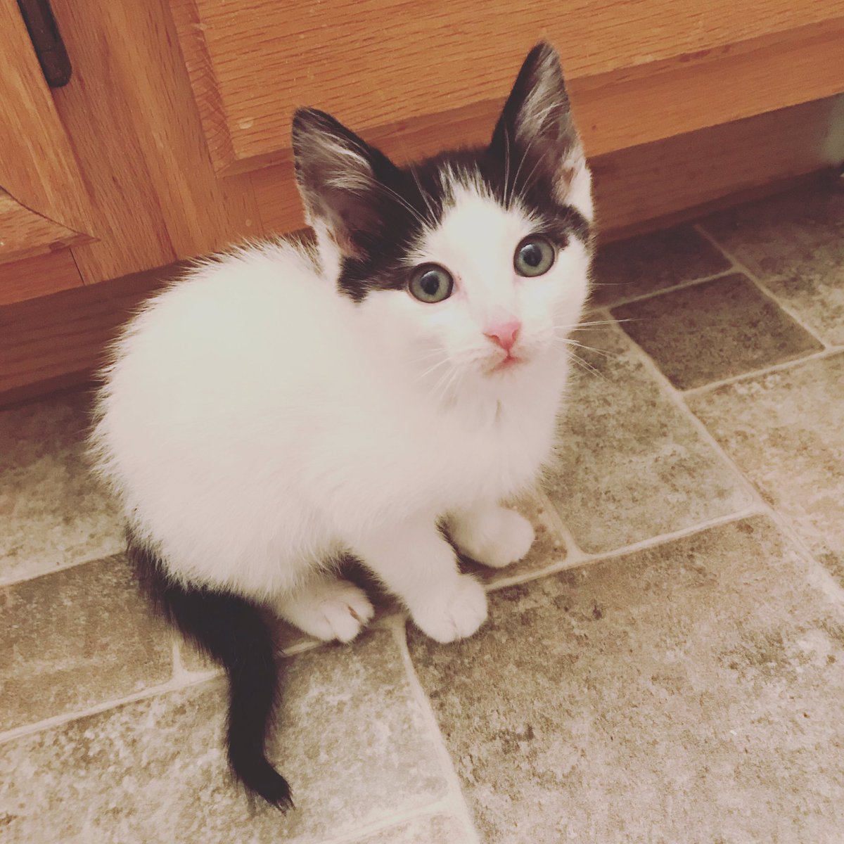 _nicookie_'s tweet photo. My kitty Niko! https://t.co/IYDcNCGn1z