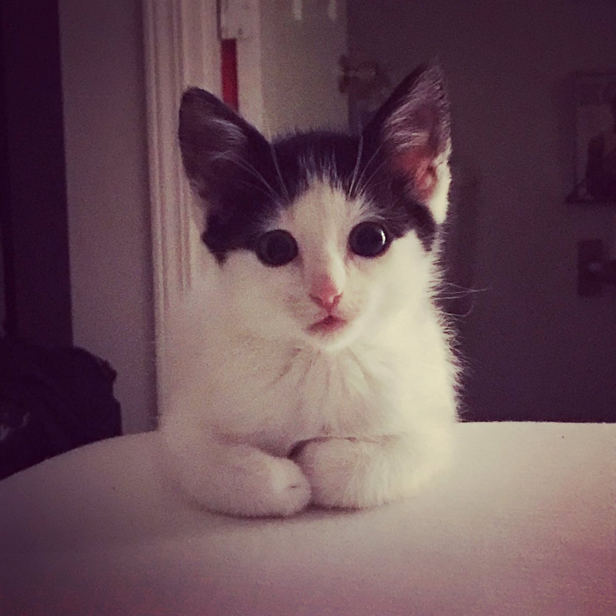 _nicookie_'s tweet photo. My kitty Niko! https://t.co/IYDcNCGn1z