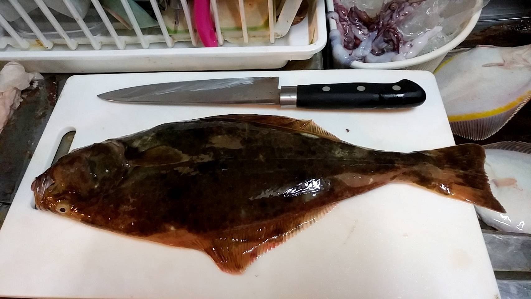 黄金マリン 常連のお客様が送ってきてくださったのですが 黄金マリンで連れた魚を持ち帰ってよく見てみたらオヒョウが釣れてたそうです オヒョウは1m以上になる魚です とても釣れるのが珍しいお魚です 北海道 伊達市 黄金 マリン レンタル