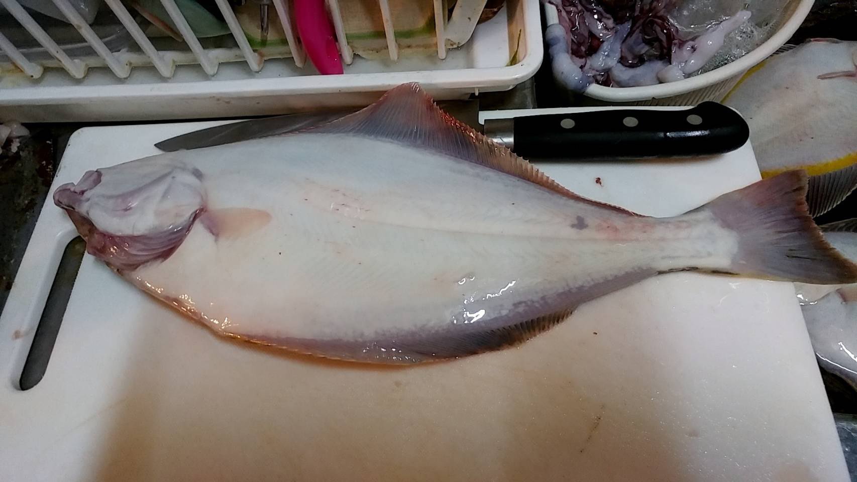 黄金マリン 常連のお客様が送ってきてくださったのですが 黄金マリンで連れた魚を持ち帰ってよく見てみたらオヒョウが釣れてたそうです オヒョウは1m以上になる魚です とても釣れるのが珍しいお魚です 北海道 伊達市 黄金 マリン レンタル
