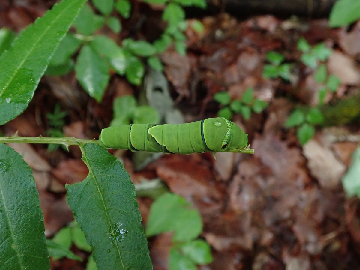 DipFun64's tweet photo. Larvae of #Papilio xuthus
ナミアゲハの幼虫さん
と
#カラスザンチョウ 幼木さん
#Zanthoxylum alianthoides
天使。かわいい。天使。かわいい。
2020/05/17 撮影
TG-5
#芋活
#Lepidoptera
#イモムシはいいぞ
#イモムシ https://t.co/oCQZIqzqP1