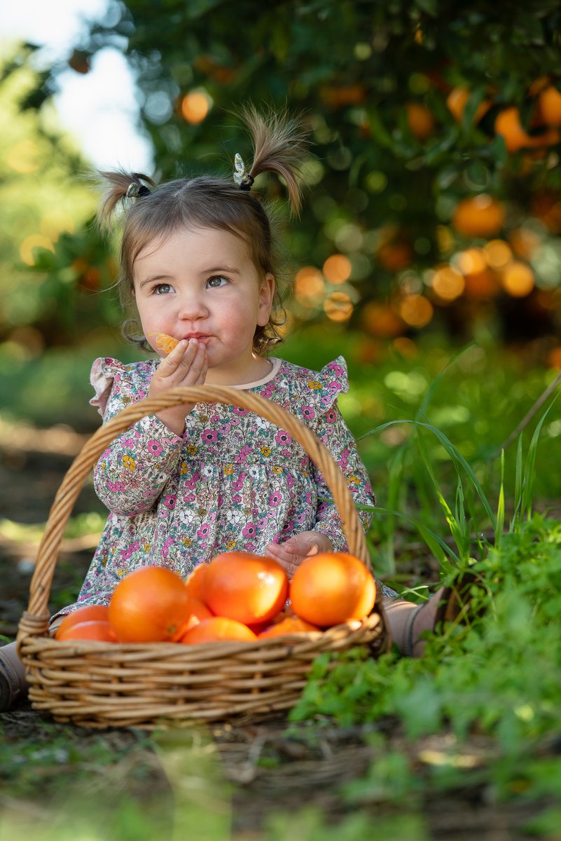 Ironbark Citrus tweet media
