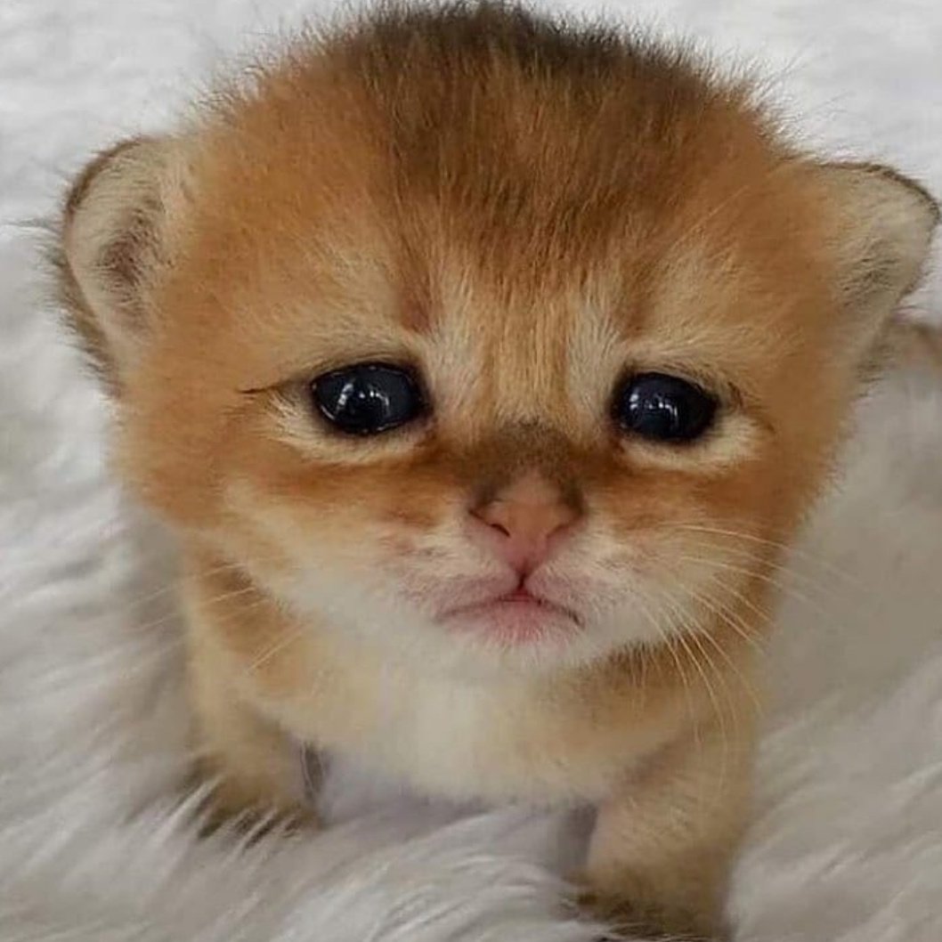 simpforjimin's tweet photo. Hicieron al gatito triste Are u happy? https://t.co/EI5ssbQ3bc