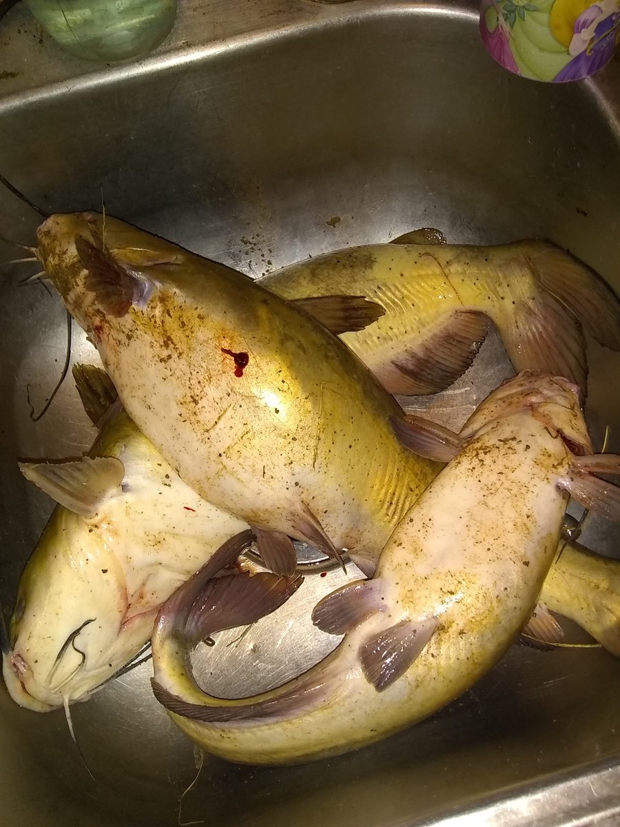 jdoc1991's tweet photo. After #fishing for 39 of the last 72 hours the #wife told me I needed a break. I did not find the #bigone I was looking for so we will have to wait and see how I did in the #tournament. #fishinglife #catfish #channelcats https://t.co/M0uwr81YaZ