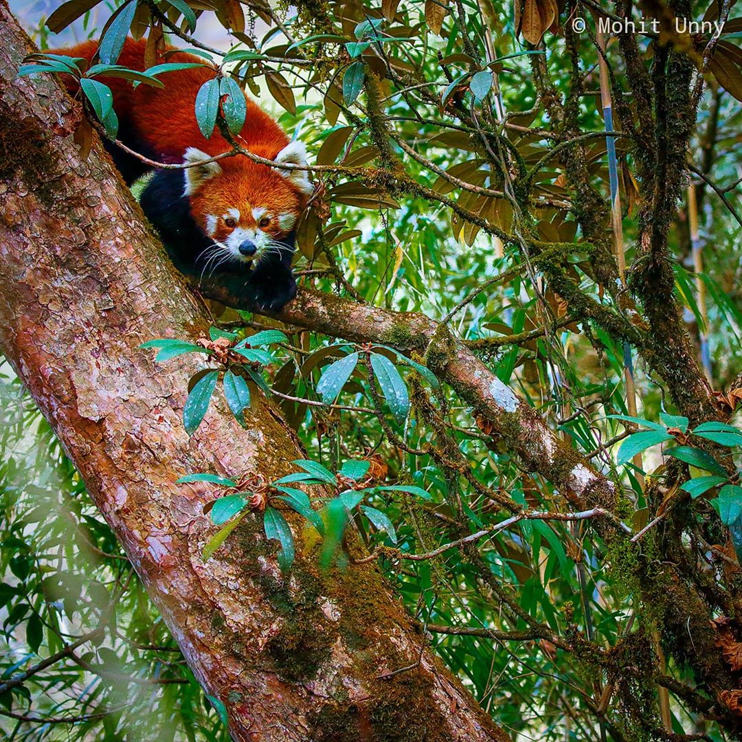 Indo Himalayan Red Panda is found in the Indo regions (regions including #India &amp; neighbouring countries) of eastern Himalayas (K.K Devesh 2019).They are native to the eastern Himalayas, where green #forests, clean water sources, excellent ecosystems are found. 
Pic. mohit unny