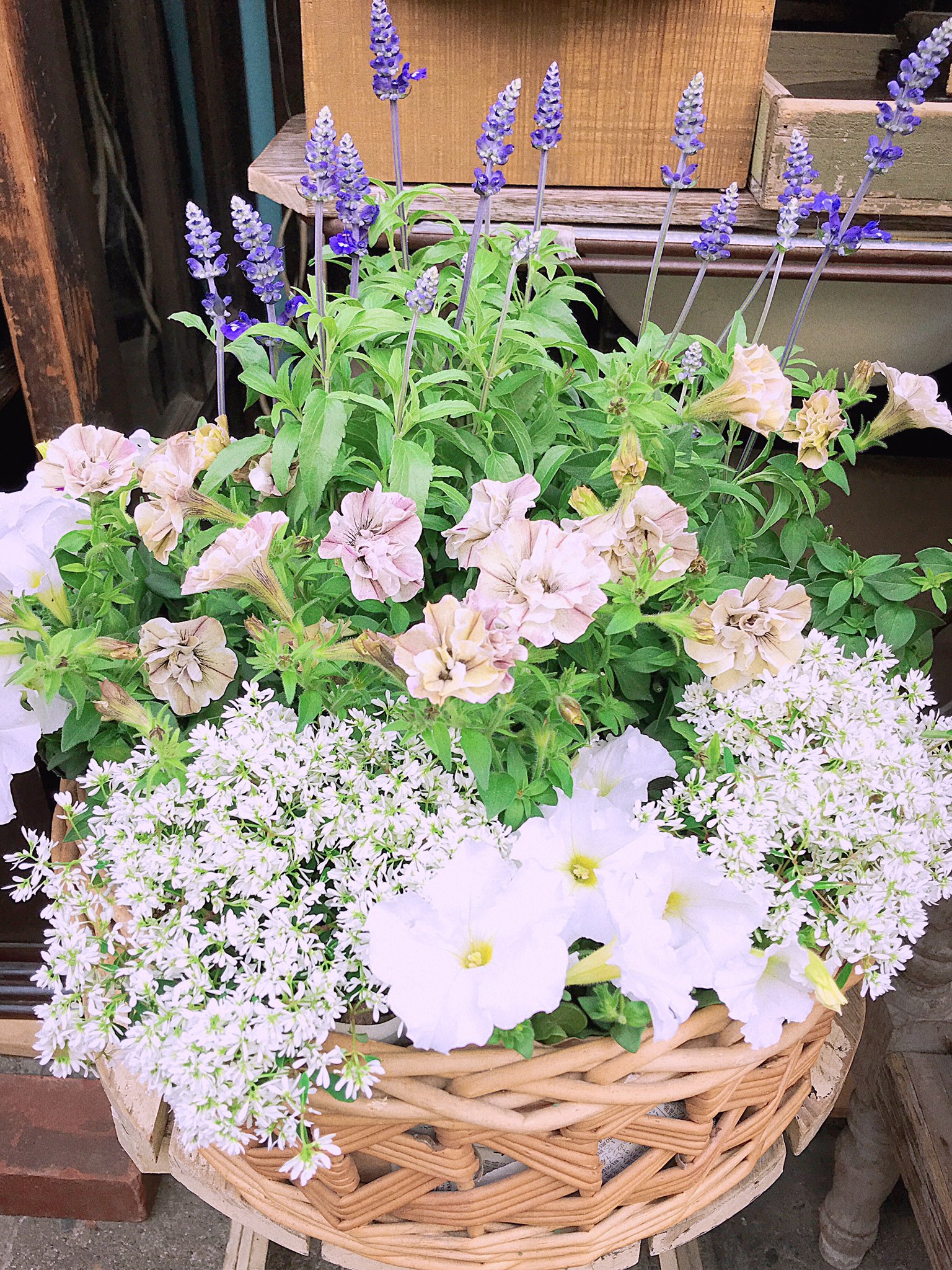 フラワーショップアスター 豊島区 季節の寄せ植えを楽しめる花苗 各種ございます おうち時間をより豊かに Flower 寄せ植え おうち時間 植物のある暮らし 花のある暮らし ペチュニアジュリエット ブルーサルビア ユーフォルビアダイヤモンド